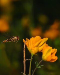 flying bee